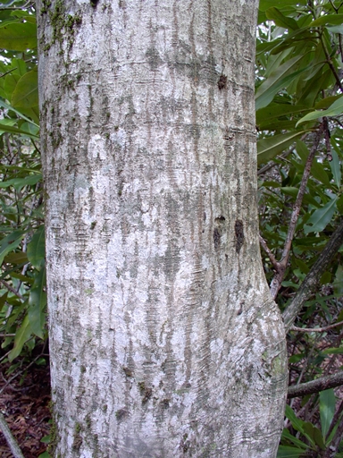 {Acer pensylvanicum}